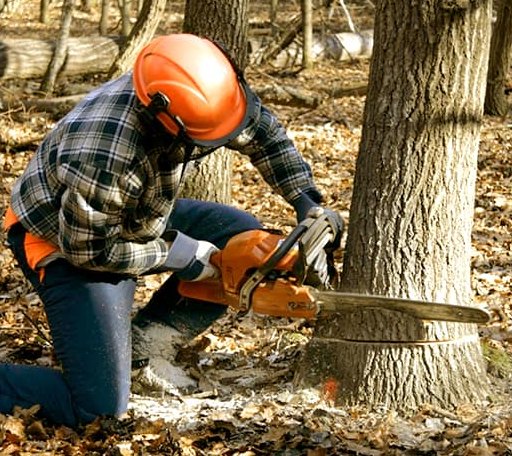 Tree Removal in Cranbury, NJ
